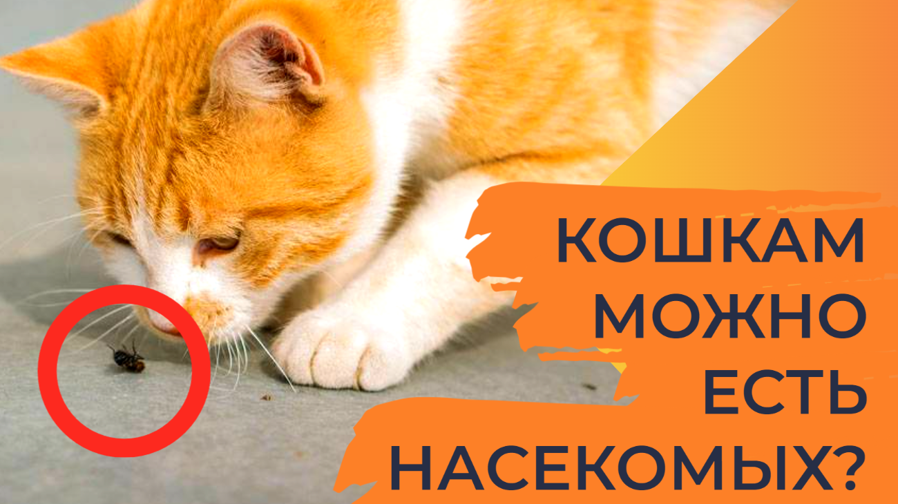 Можно ли кошке есть насекомых? Плюсы и минусы охоты усатых на членистоногих
