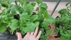 Как вырастить крепкую здоровую рассаду томатов перцев и баклажан.Рассада готова к высадке.