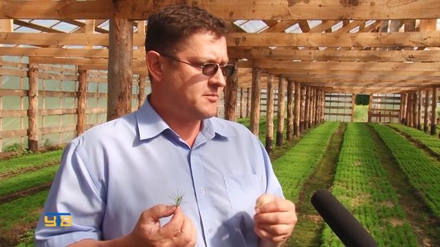 Специалисты лесного хозяйства района освоили новый способ выращивания саженцев сосны