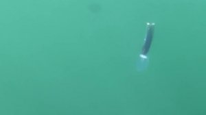 Rapala Clackin' Magnum