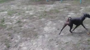 Peruvian Inca Orchid Dogs . Peruvian Hairless Dogs .Yuka & Cuzco