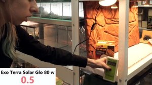 Сравнения ультрафиолетовых ламп для рептилий УФ+нагрев