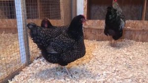 Барневельдер серебристый .