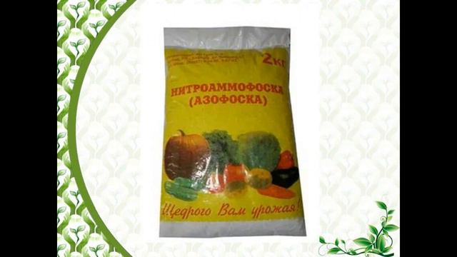 Рассада на окне весна на пороге Лобелиячудесные цветы Клуб Фора смотреть онлайн