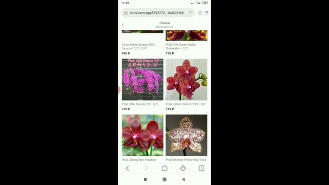 ЗАКАЗ ОРХИДЕЙ ИЗ АЗИИ/ ПОКУПКА орхидей в магазине ОРХОРАЙ, MAGIC ORCHIDS/ заказ орхидей на карантин
