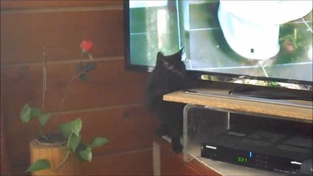 Funny Cat Applauding and Dancing To Cat Training Video смотреть онлайн