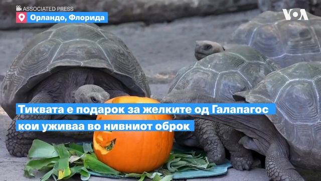 Желките од Дизни јадеа тиква смотреть онлайн