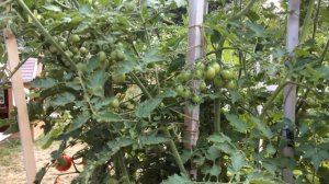 Yellow Pear Tomamo / Томат ( помидор ) Жёлтая груша / 29 Августа 2016