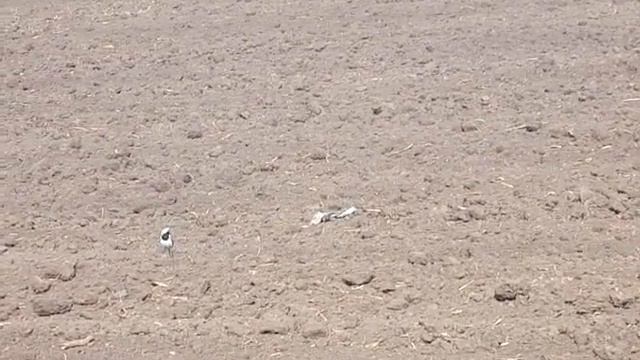 Птичка невеличка. Кто знает как её зовут? Ага спасибо это Трясогуска.