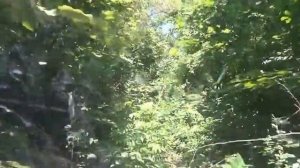 Нива джиппинг.  В джунглях.