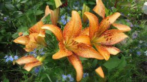 Она невинна и чиста