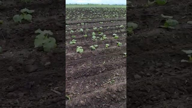 гарбуз даєм кислород. смотреть онлайн