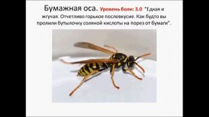 Самые болезненные ужаления и укусы насекомых