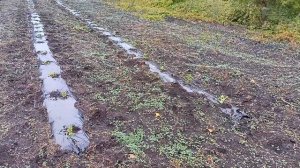 Посадка черной смородины. Небольшая плантация. 300 кустов.