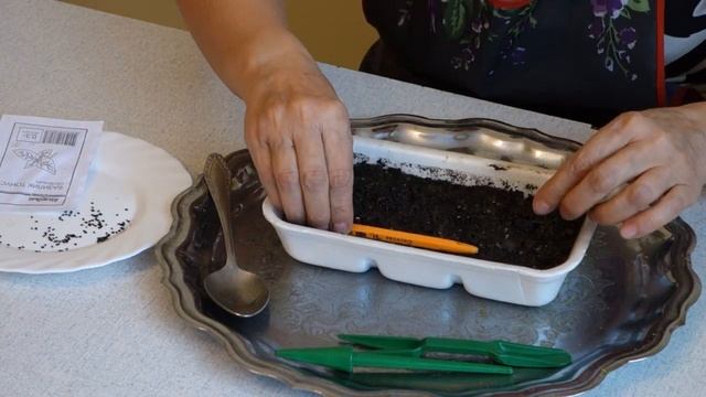 363. 2020 БАЗИЛИК КАК ПОСЕЯТЬ БЕЗ ЗАМОРОЧЕК смотреть онлайн