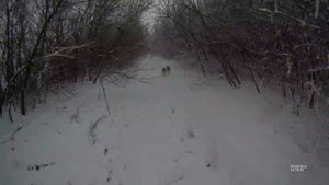 Охота с Гончими на зайца