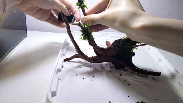 Домашняя аквариумистика | Минимализм в аквариуме | Дизайн для маленького аквариума| Как крепить мох смотреть онлайн