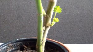 Пеларгония зимой. Особенности ухода за пеларгонией в зимнее время