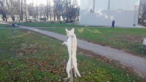 Собака прыгает от счастья #flyingdog  #PetLife