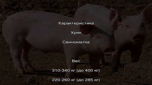 Украинская степная белая свинья – сочетание выносливости и продуктивности
Происхождение смотреть онлайн