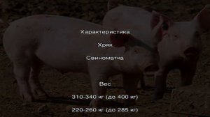 Украинская степная белая свинья – сочетание выносливости и продуктивности
Происхождение