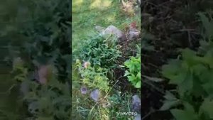 Пропалываю совсем заросшую клумбу.