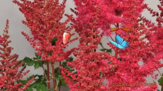 Астильба гибридная Майти Ред Квин ? обзор: как сажать, саженцы астильбы Майти Ред Квин смотреть онлайн