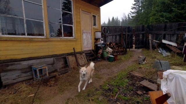 БАНЯ ДЛЯ РОДИТЕЛЕЙ! Баня из бруса своими руками /75 смотреть онлайн