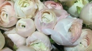 Купить ранункулюсы Ranunculus asiaticus 'Elegance Pink' в Минске