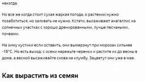 Цветы все лето почти без полива  Анагаллис