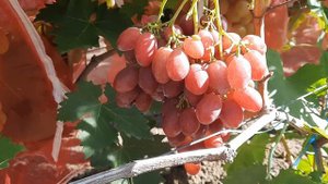 ГФ Винограда МЕРКУРИЙ и ЭСТЕЛЛА (Калугин В.М.). 30.08.2023г.