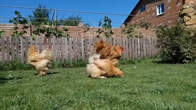 Дворик Куриный рай. Кохинхин палевый