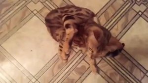 ПЕРВАЯ вязка кошек бенгальской породы
