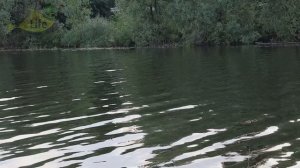 Как на что и где ловить рыбу буффало? Где обитает рыба буффало в России?  Рыбалка буффало