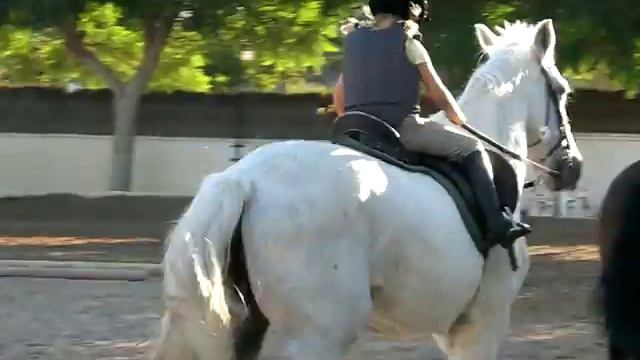 20101005 009.avi Sara i full galopp смотреть онлайн