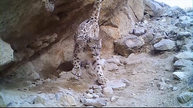 Эти Хищники Были Обречены. Редкие Сражения Животных , Снятые на Камеру смотреть онлайн