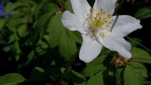 Тест видеокамеры Full HD JVC GC-FM1 смотреть онлайн