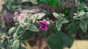 ПЕСНЯ ПРО НАТАШУ