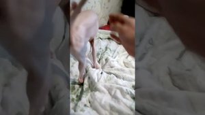 Прикол.у сфинкса есть гены собаки...