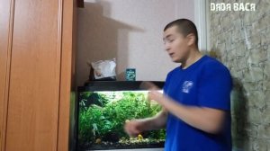 Бурный рост аквариумных растений! Биогумус и глина в помощь!