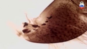 Микроскоп для детского сада "Бобровая лаборатория" выпуск № 2  школа 937