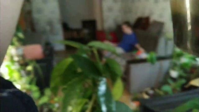 #хойи. #обзор хой. что зацветает,,что растёт смотреть онлайн