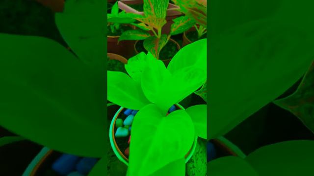 Aglaonema varieties indoor plants