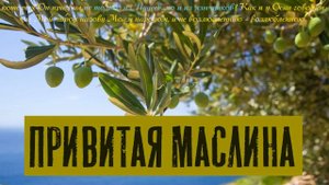 Привитая маслина или очередной обман? | Раввин Михаил Финкель