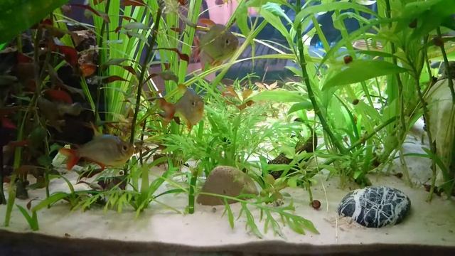 Сапфировые тетры смотреть онлайн