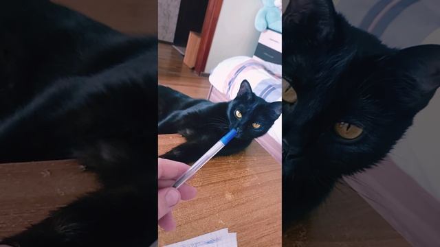 Лапка — смотреть онлайн видео, бесплатно!