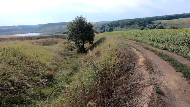 Много мёда принесут пчелы если удачно кочевать! Как найти хороший подсолнух и почему не даёт нектар смотреть онлайн