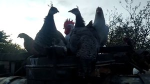 Выращивание и содержание павлинов в домашних условиях, уход за павлинами, питание павлинов.