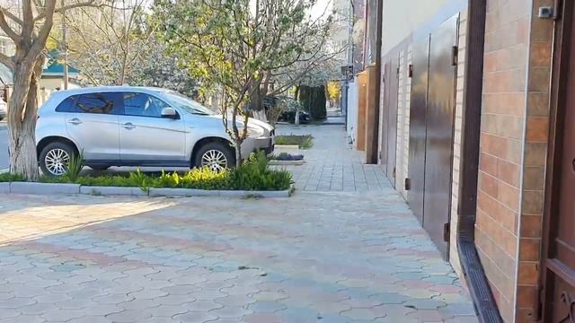 #АНАПА 16.04.2020. ЦВЕТУЩИЕ УЛИЦЫ ЦЕНТРА ГОРОДА. Хаски Дайя. Черёмуха, черешня и ирисы. Погода. смотреть онлайн