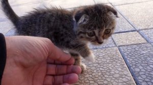 Мне Подкинули Котенка в коробке